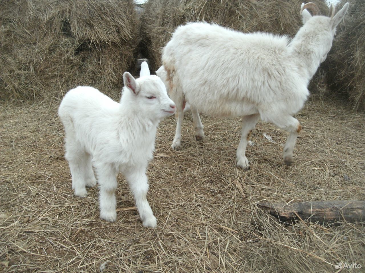 Продам коз, козлят, козочек, козлов на племя купить на Зозу.ру - фотография № 5