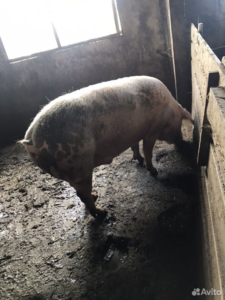 Свинина на мясо купить на Зозу.ру - фотография № 2