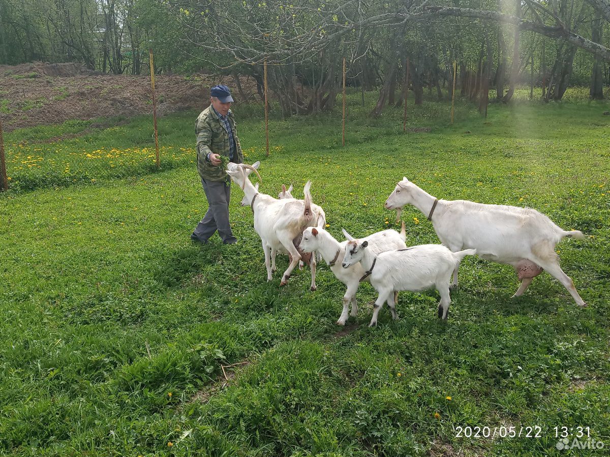 Зааненские козы и козел купить на Зозу.ру - фотография № 9