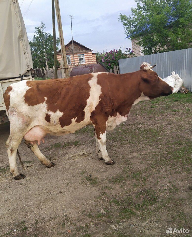 Купить Корову В Воронежской