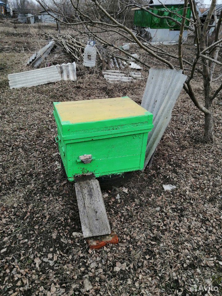 Пчелы купить на Зозу.ру - фотография № 4