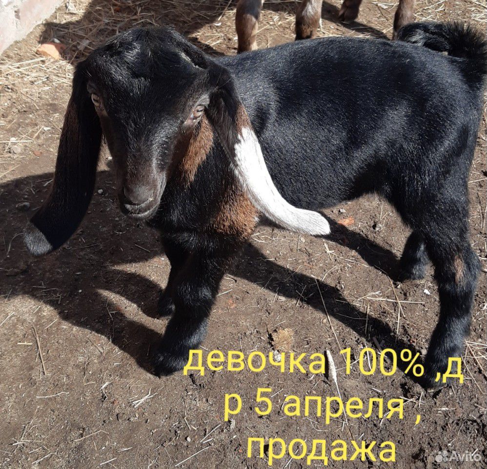 Коза нубийская купить на Зозу.ру - фотография № 5