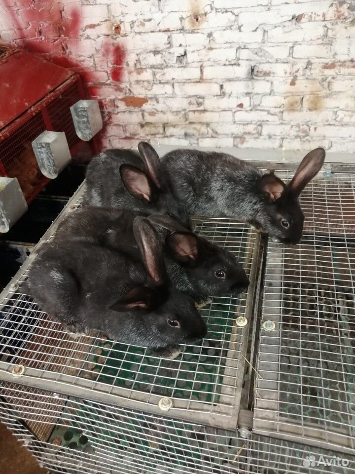 Кролики, крольчата купить на Зозу.ру - фотография № 7