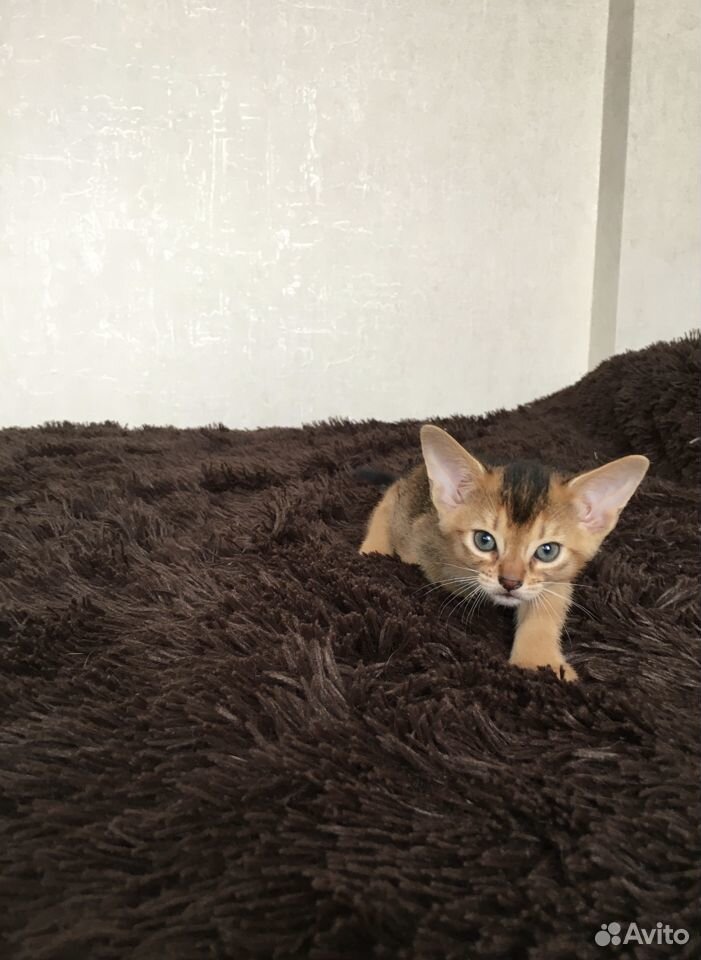 Абиссинский котенок (солнечный кот) купить на Зозу.ру - фотография № 4