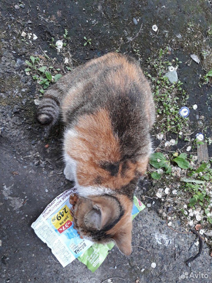 Кошечка красавица купить на Зозу.ру - фотография № 3