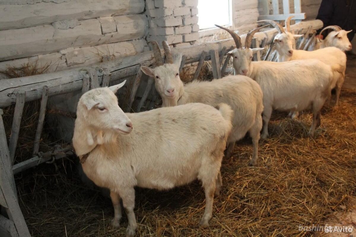 Овец и коз купить на Зозу.ру - фотография № 1