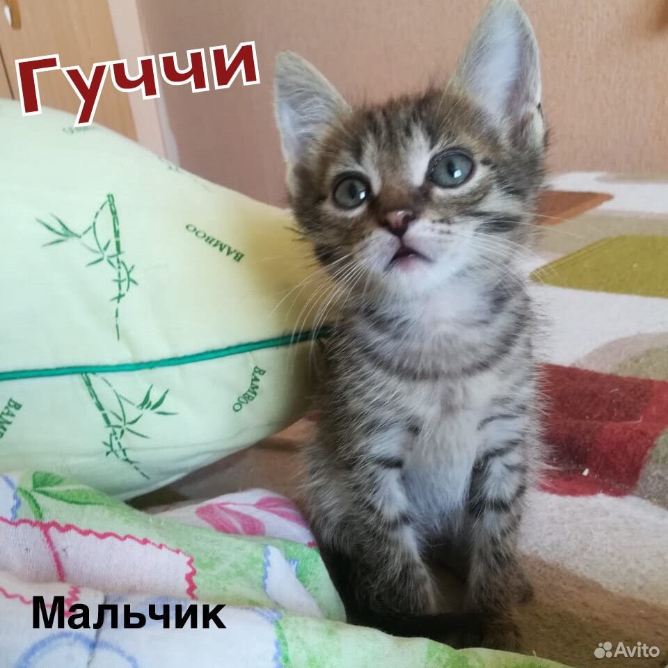 Котята мальчики 1,5 мес купить на Зозу.ру - фотография № 8