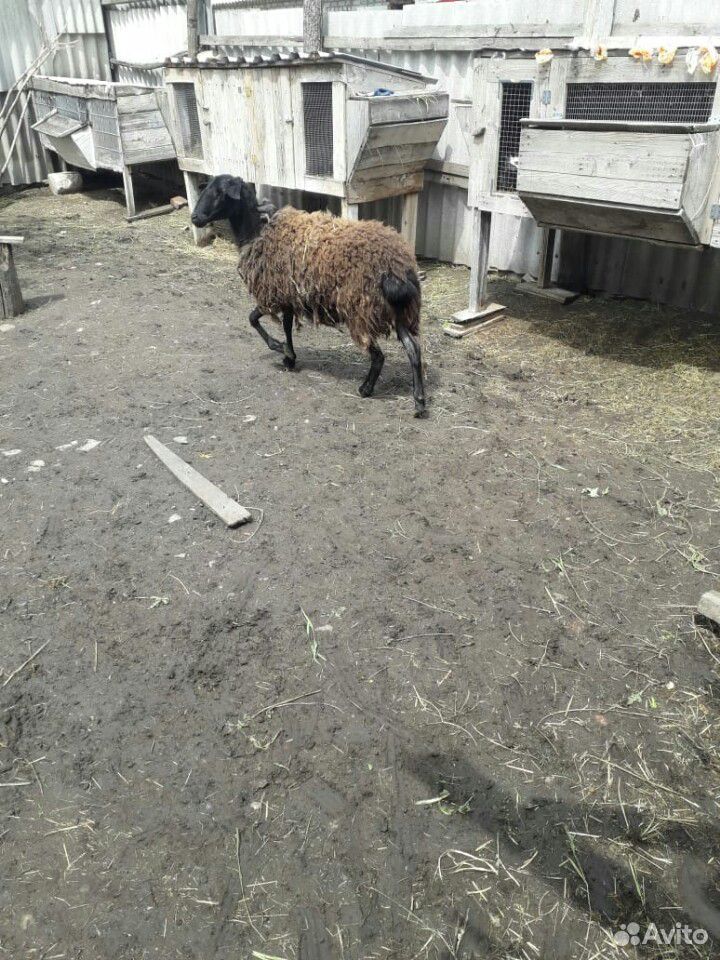 Овца купить на Зозу.ру - фотография № 3