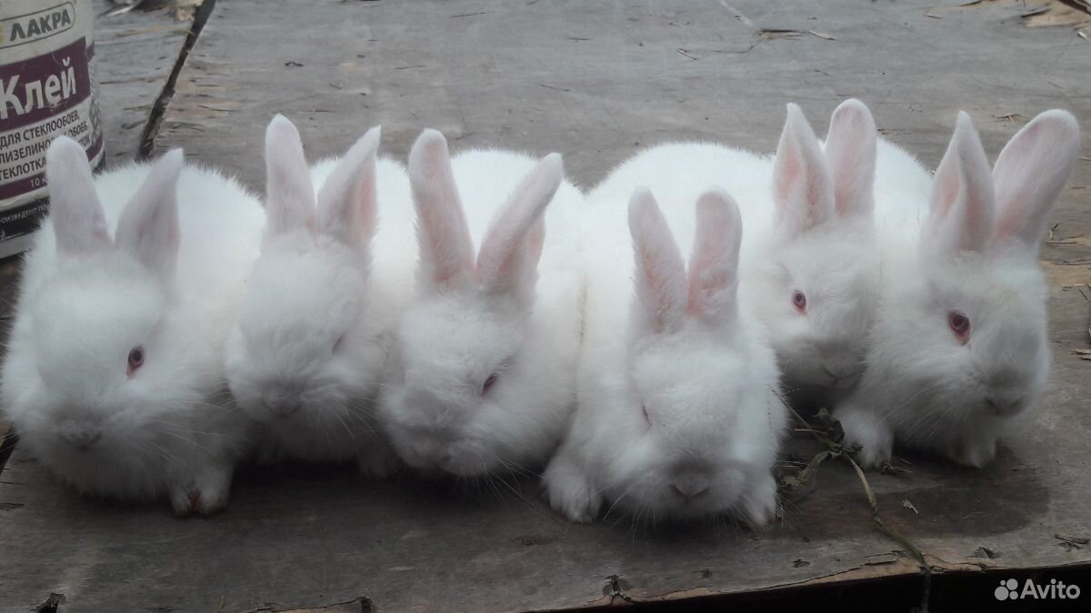 Кролики нзб(Новозиландские белые),Французкий баран купить на Зозу.ру - фотография № 1
