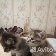 Кошечки купить на Зозу.ру - фотография № 1