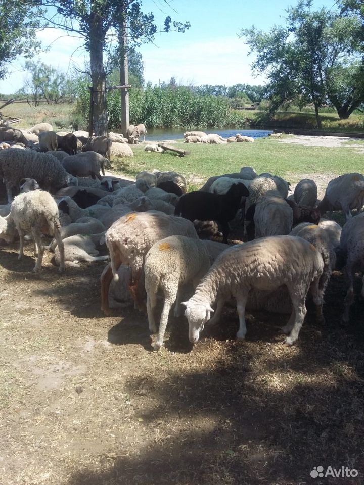 Овцы матки ягнята бараны купить на Зозу.ру - фотография № 6