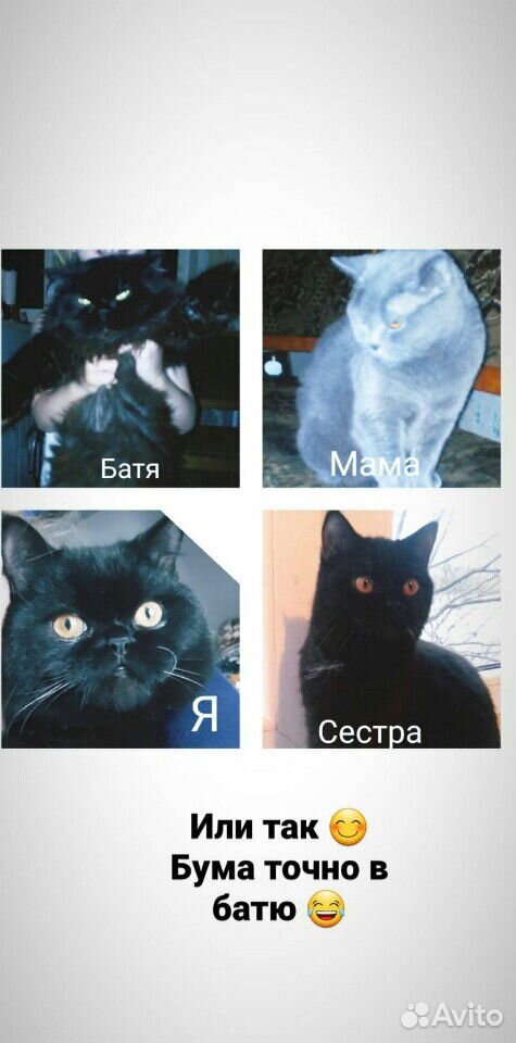 Отдам котов купить на Зозу.ру - фотография № 4