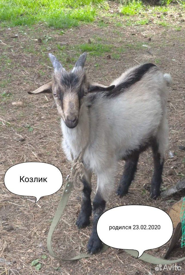 Коза нубийская купить на Зозу.ру - фотография № 3