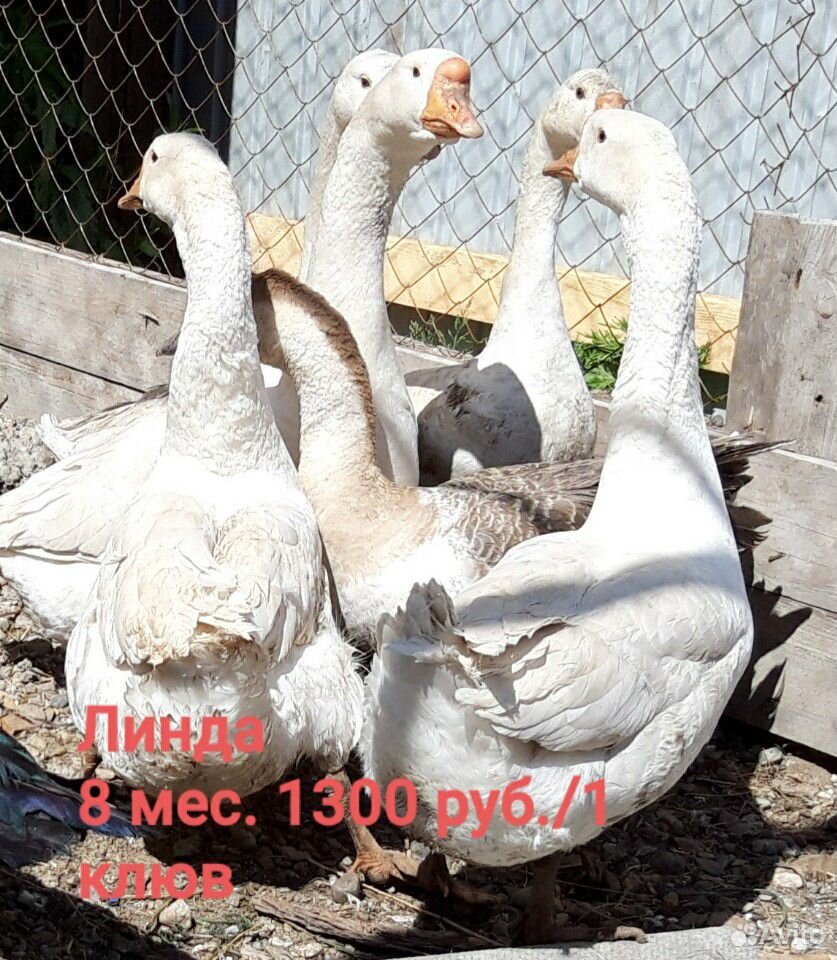 Домашняя птица(утки,гуси) купить на Зозу.ру - фотография № 1
