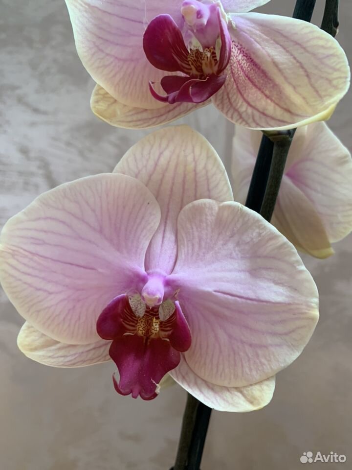 Орхидея фаленопсис, крупное растение купить на Зозу.ру - фотография № 1