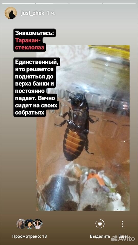 Мадагаскарские тараканы купить на Зозу.ру - фотография № 2