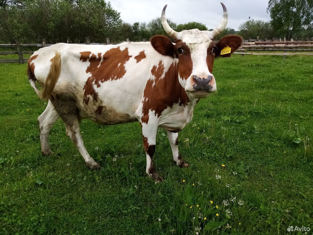 Продаются дойные коровы купить на Зозу.ру - фотография № 4