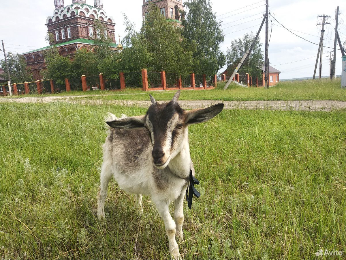Домашние козы купить на Зозу.ру - фотография № 2