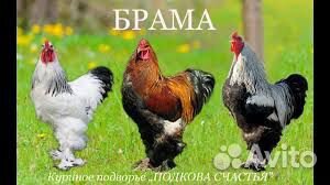 Месячные Цыплята Брама купить на Зозу.ру - фотография № 1