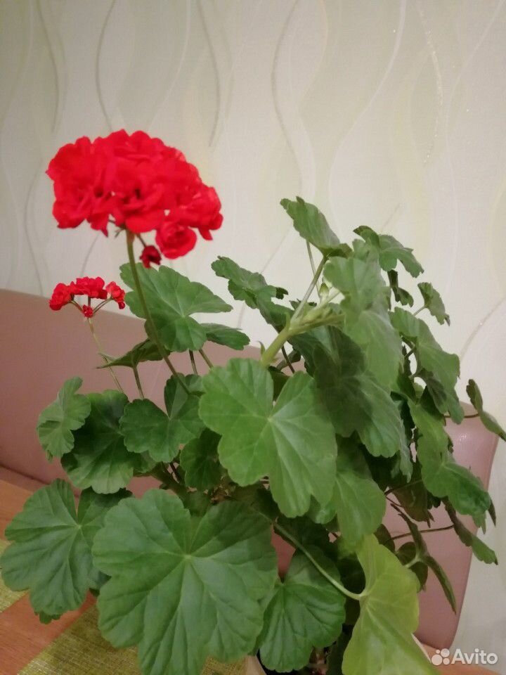 Пеларгония (герань) красная соцветия розочкой купить на Зозу.ру - фотография № 3