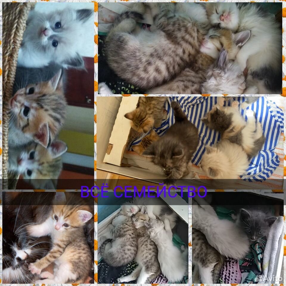 Кошка с котятами купить на Зозу.ру - фотография № 3
