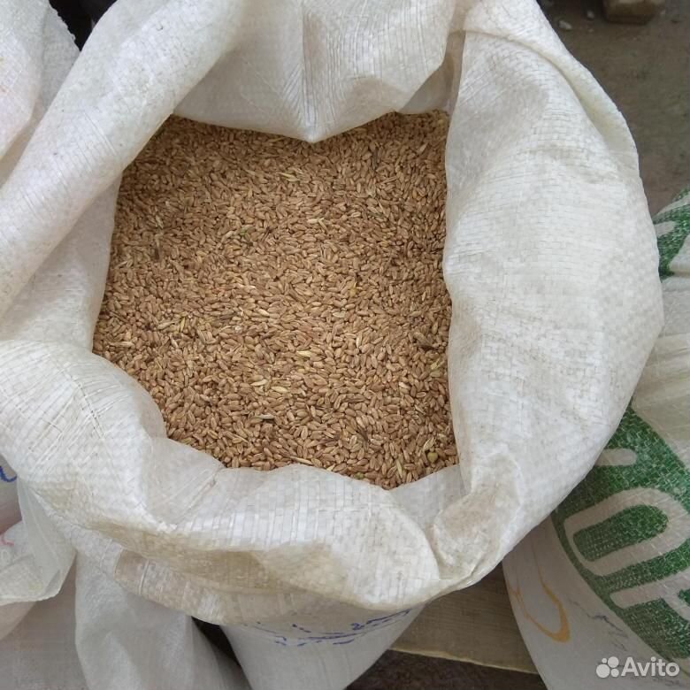 Мелкая пшеница купить на Зозу.ру - фотография № 1