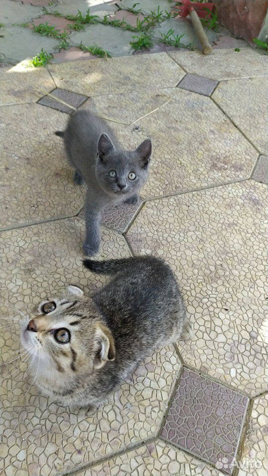 Смешные котята ищут дом купить на Зозу.ру - фотография № 6