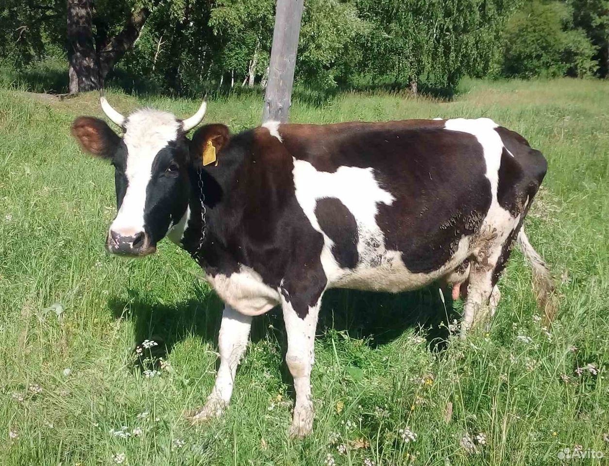 Продаю коров, быка и два телёнка описание: продаю купить на Зозу.ру - фотография № 3