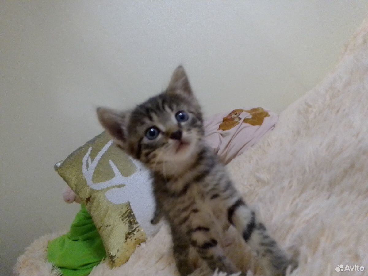 Кошка, кот купить на Зозу.ру - фотография № 2