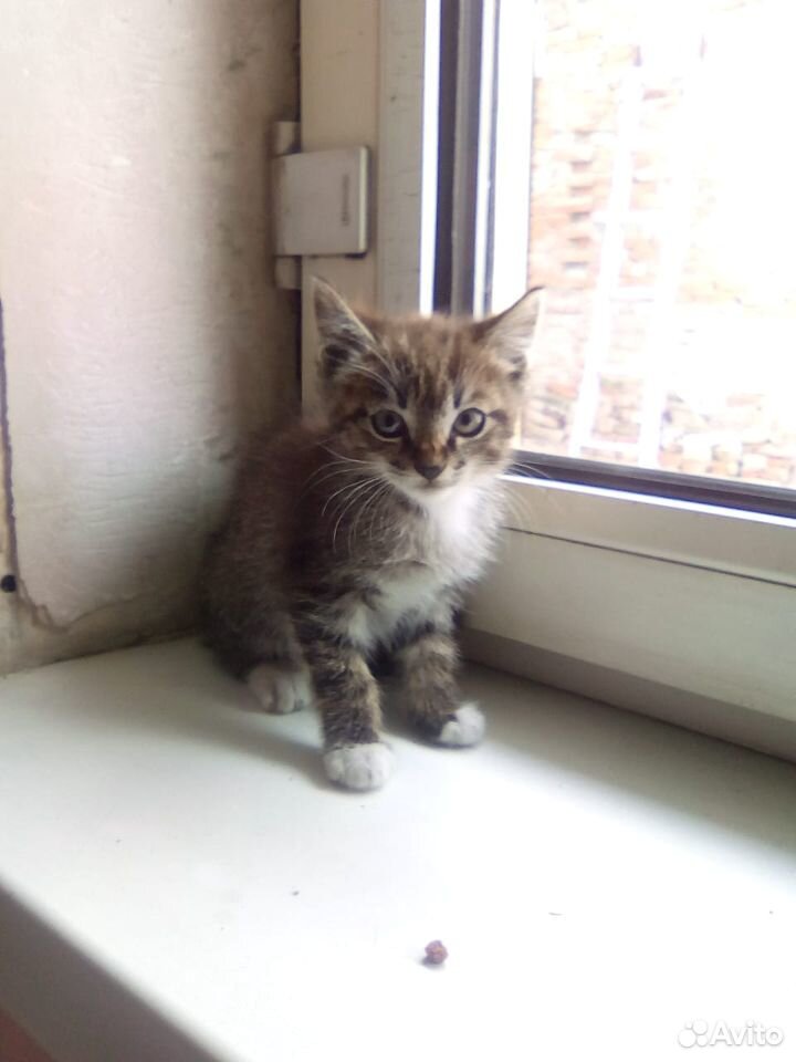 Котята два месяца купить на Зозу.ру - фотография № 2
