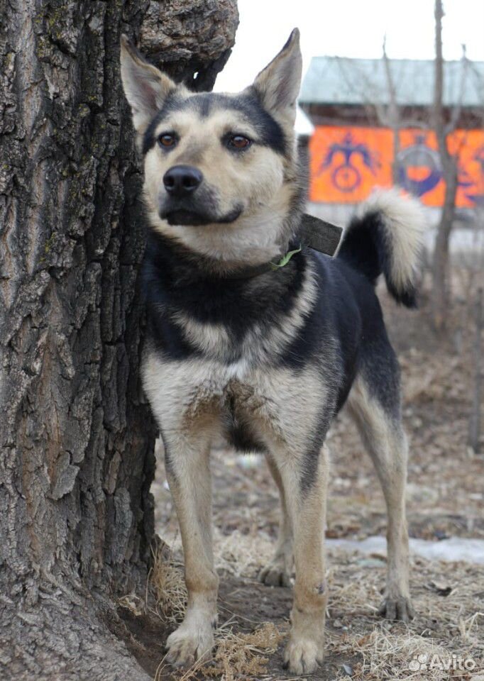 Собака настоящий охранник купить на Зозу.ру - фотография № 2