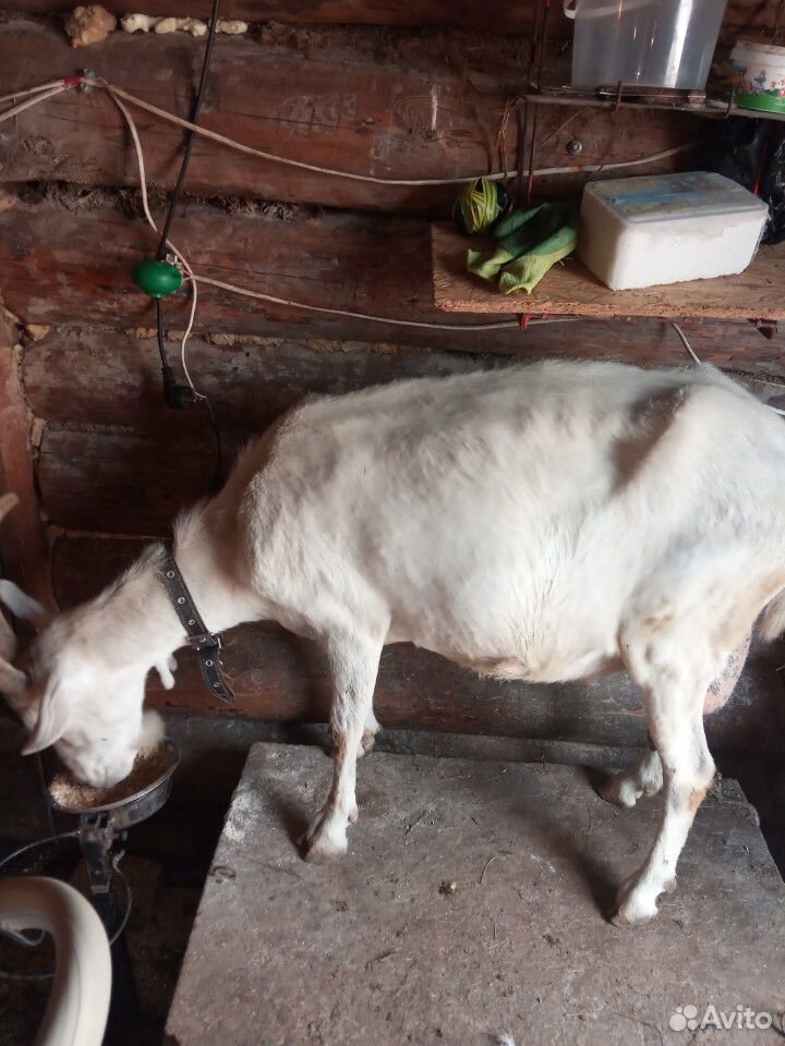 Продам дойных коз, козла купить на Зозу.ру - фотография № 2