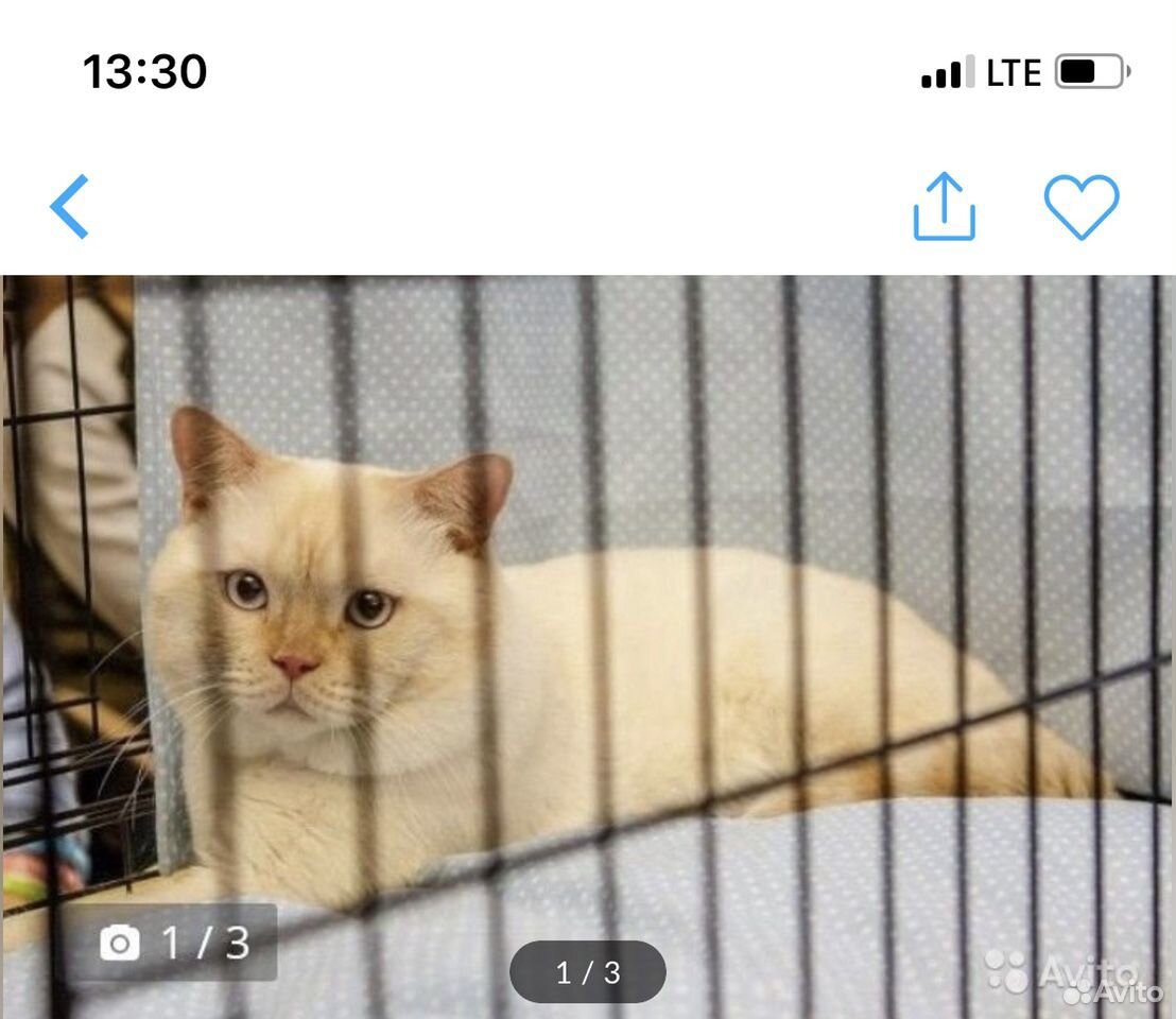 Белгород авито шотландские. Питомники котят в Твери.