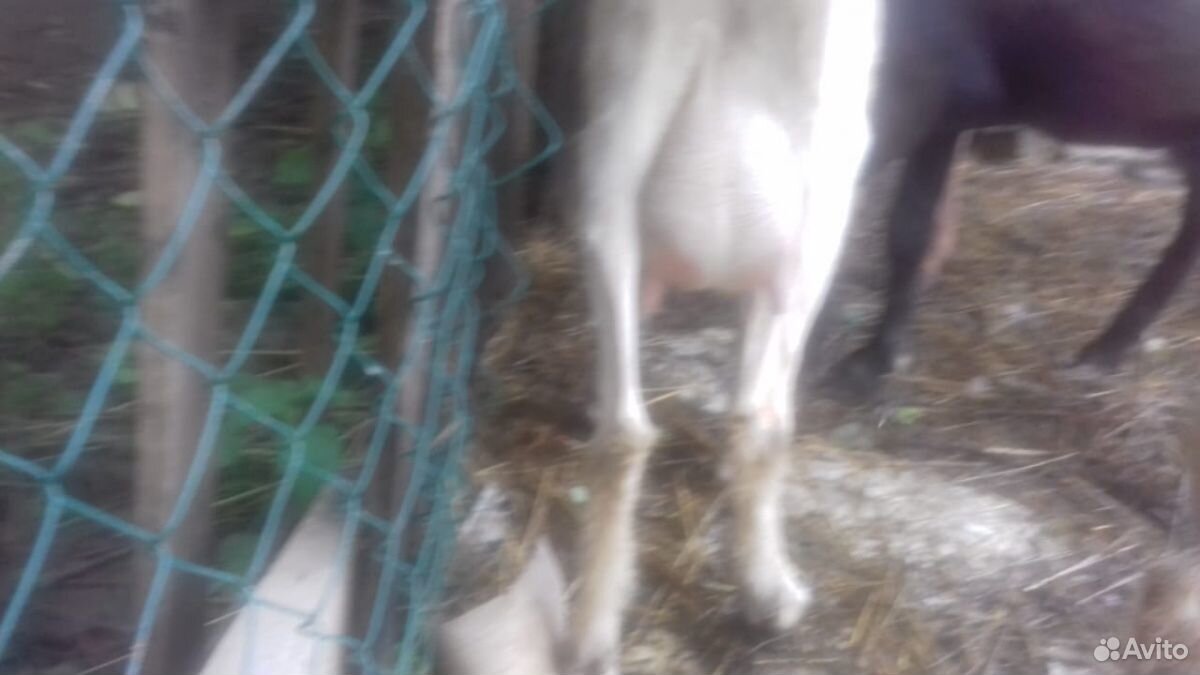 Продается корова и козы купить на Зозу.ру - фотография № 6