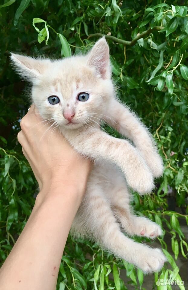 Очаровательные котята в добрые руки купить на Зозу.ру - фотография № 1