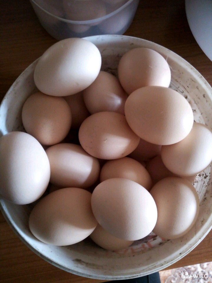 Молоко, яйца, сметана, творог купить на Зозу.ру - фотография № 5
