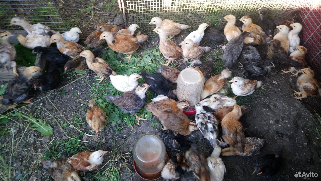 Цыплята домашние подрощенные,яйцо для инкубации купить на Зозу.ру - фотография № 9