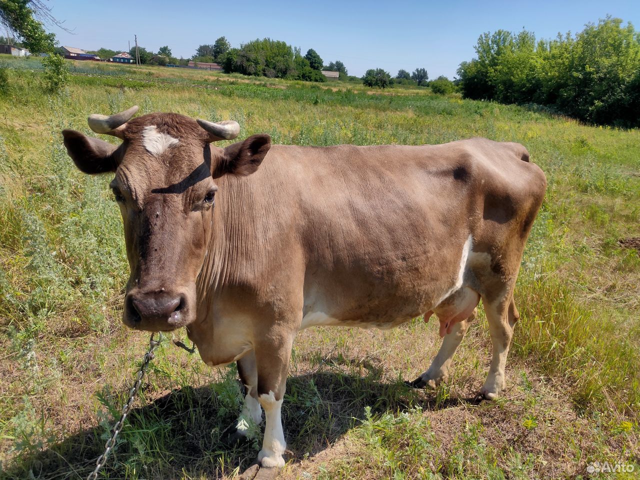 Породы высокоудойных коров в россии с фото и описанием