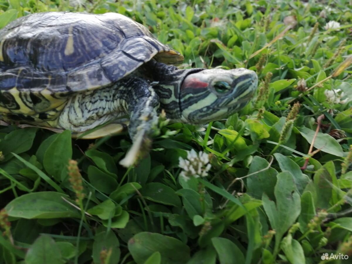 Красноухая черепаха купить на Зозу.ру - фотография № 2