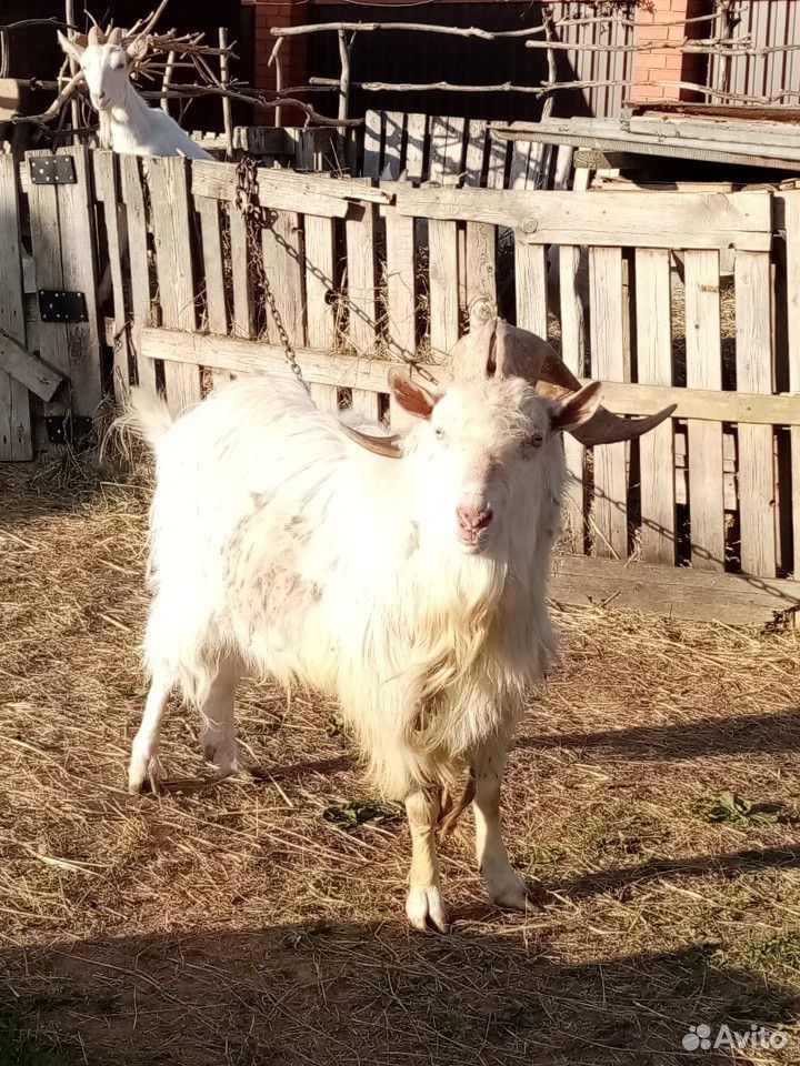 Продам козу с козлёнком купить на Зозу.ру - фотография № 6