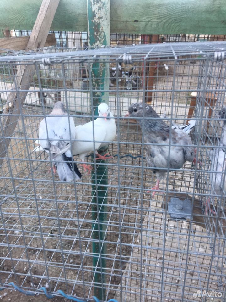 Бакинские голуби купить на Зозу.ру - фотография № 2