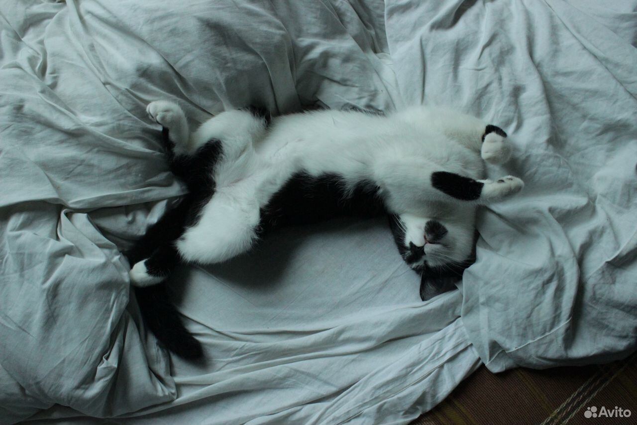 Ласковые черно-белые котята, отдам купить на Зозу.ру - фотография № 1