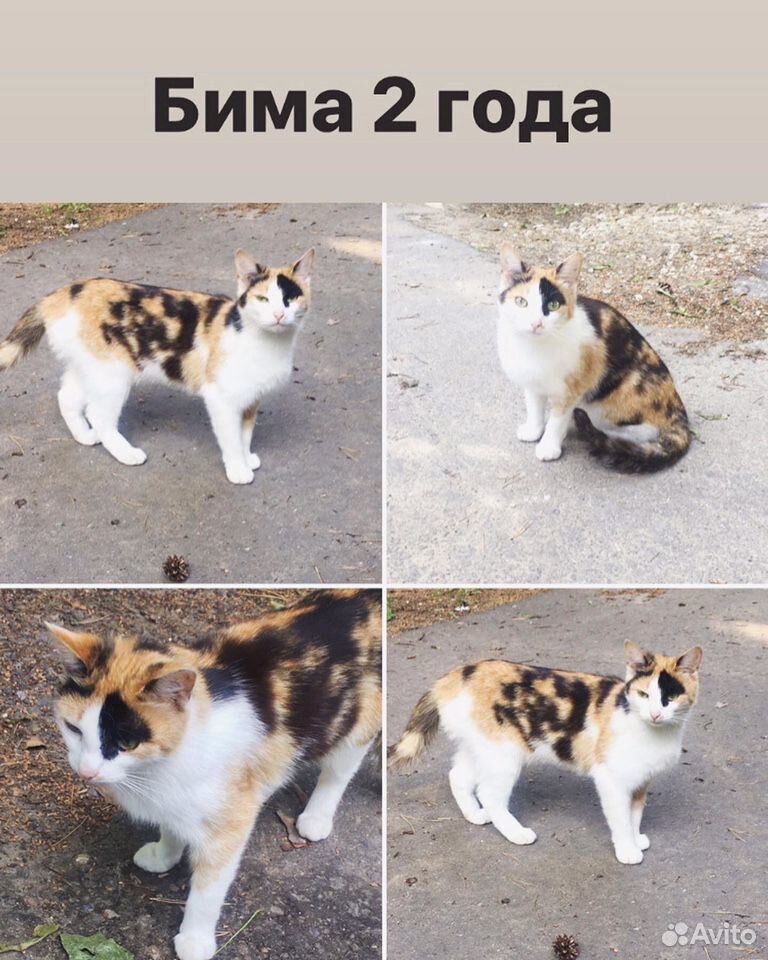 Котики в добрые руки купить на Зозу.ру - фотография № 4