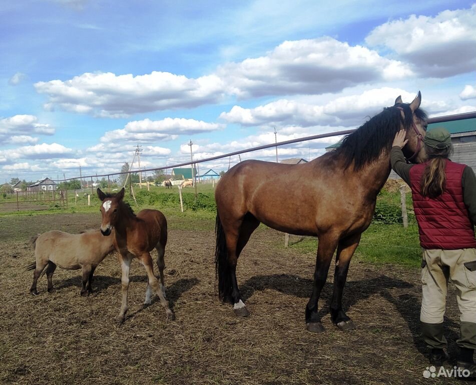 Мини лошади и Белорусские упряжные купить на Зозу.ру - фотография № 9