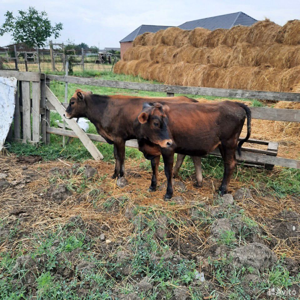Коровы телки купить на Зозу.ру - фотография № 8