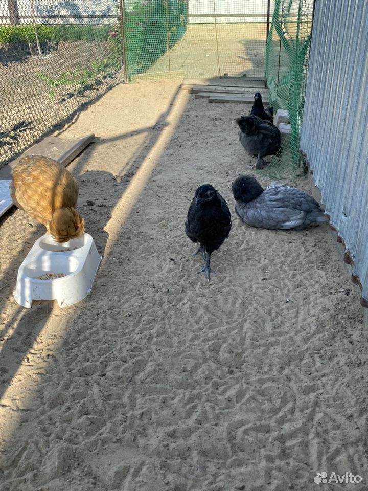 Цыплята,инкубационные яйца купить на Зозу.ру - фотография № 5