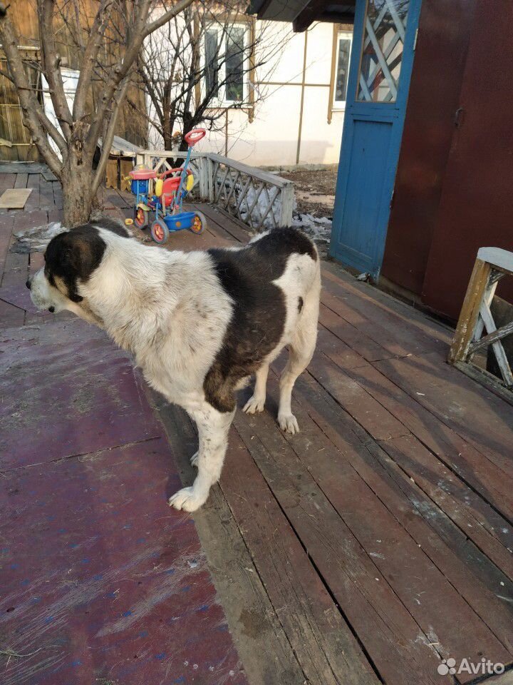 Алабай собака купить на Зозу.ру - фотография № 3
