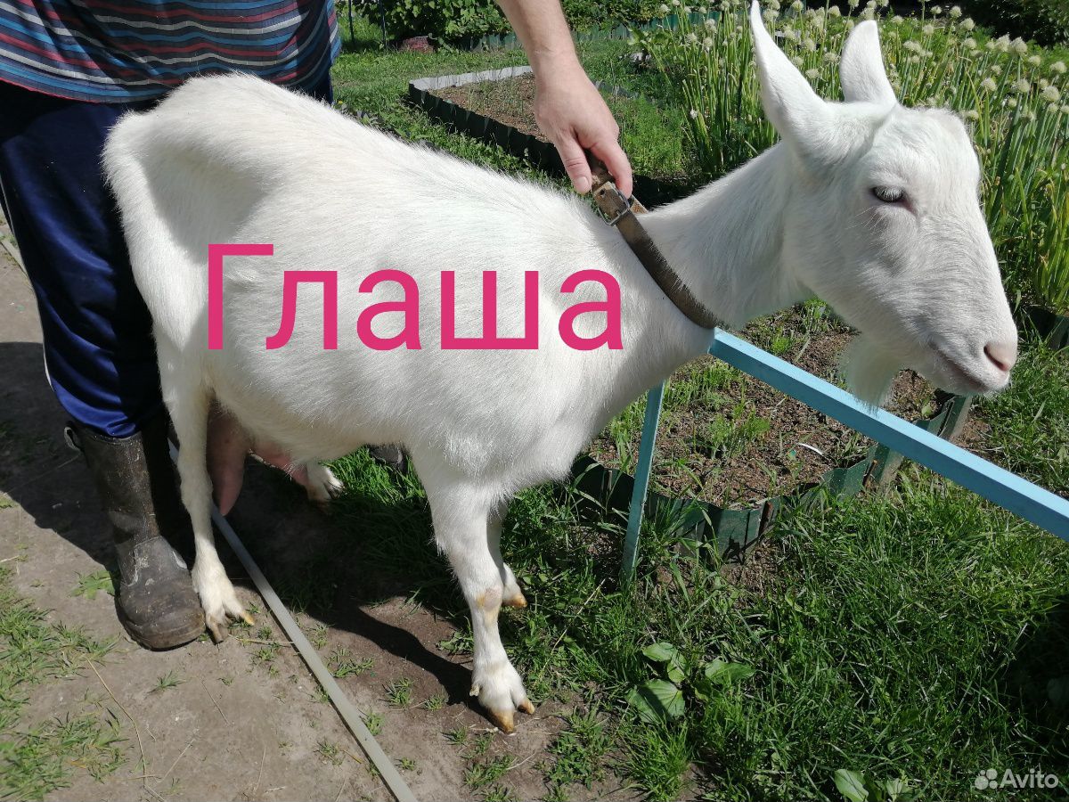 Дойные козы, высокоудойные купить на Зозу.ру - фотография № 4
