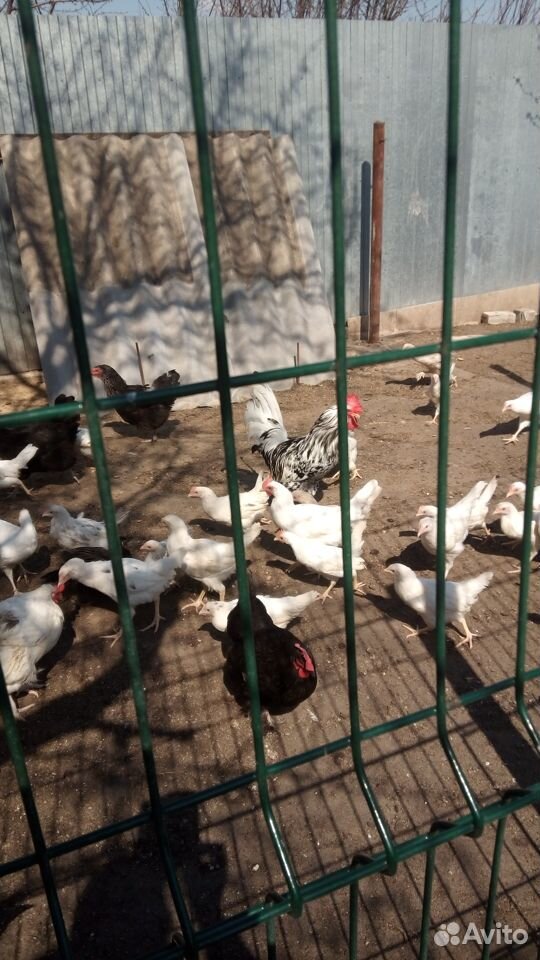 Цыплята подрощенные кур несушек купить на Зозу.ру - фотография № 2