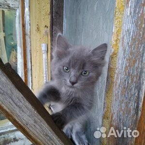 Котенок мальчик купить на Зозу.ру - фотография № 1